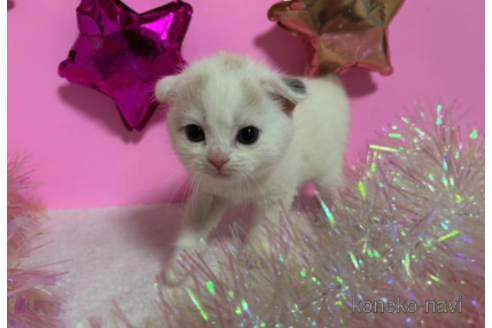 成約済の大阪府のスコティッシュフォールド-68373の3枚目